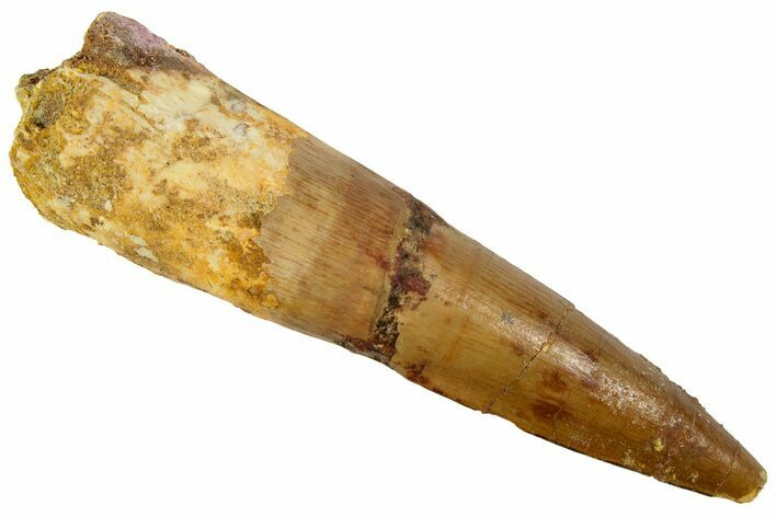 Spinosaurus Tooth - Real Dinosaur Tooth #192050